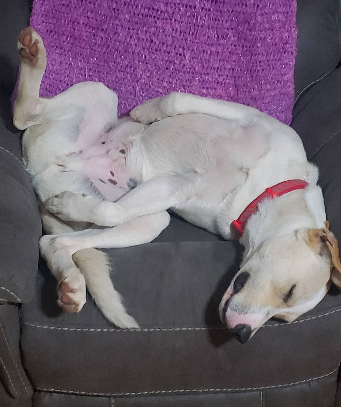 Bruno joined the competition — help win amazing prizes! bed, canidae, carnivore, collar, comfort, companion_dog, couch, dog, dog_breed, dog_supply, fawn, furniture, linens, nap, paw, pet_supply, sighthound, sporting_group, tail, working_animal