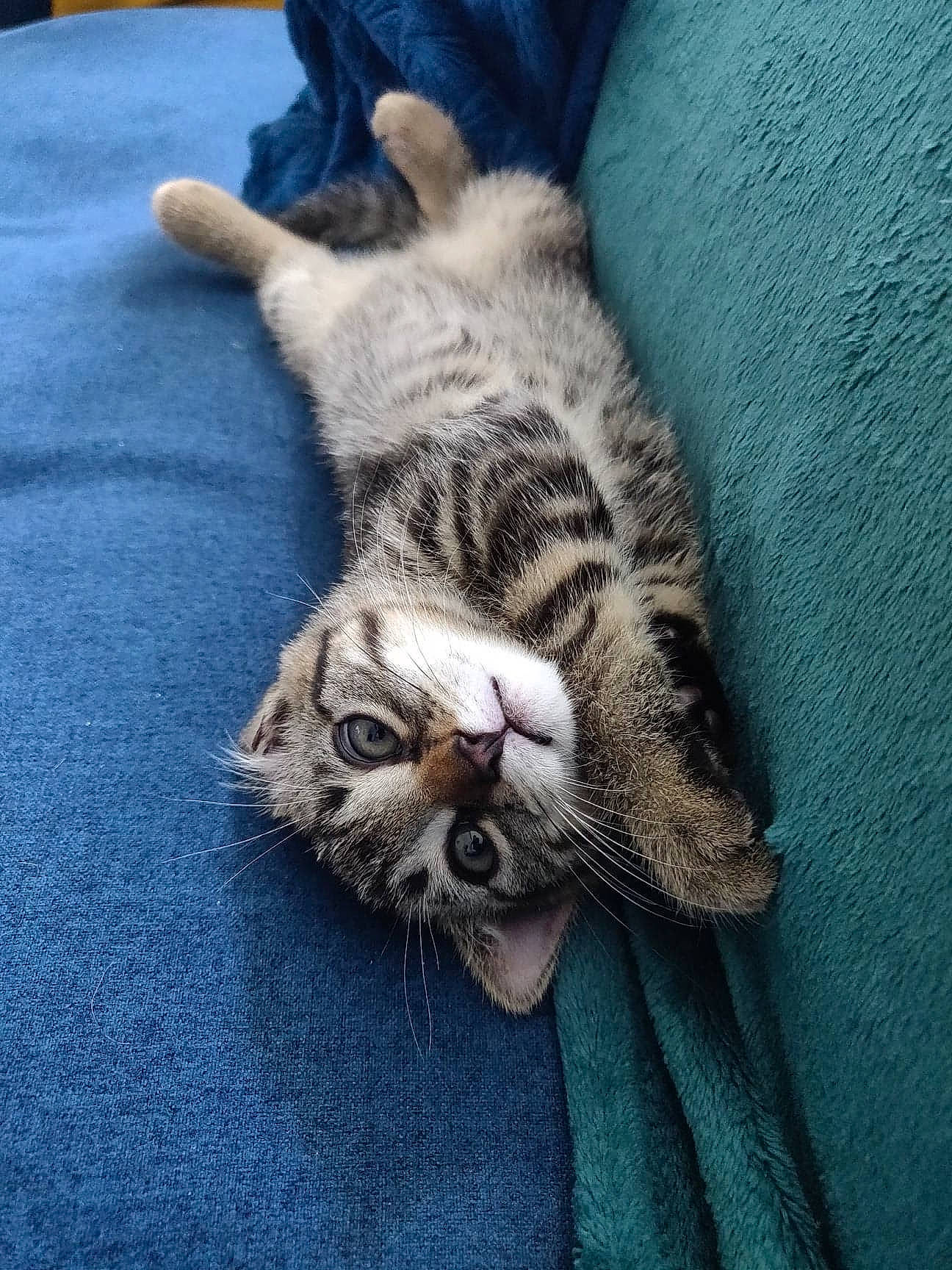 Koda a rejoint le concours — aidez-le/la à gagner de superbes lots ! aegean_cat, american_shorthair, asian, california_spangled, carnivore, cat, claw, domestic_short_haired_cat, dragon_li, egyptian_mau, european_shorthair, felidae, fur, kitten, mammal, ocicat, pixie_bob, small_to_medium_sized_cats, tabby_cat, whiskers