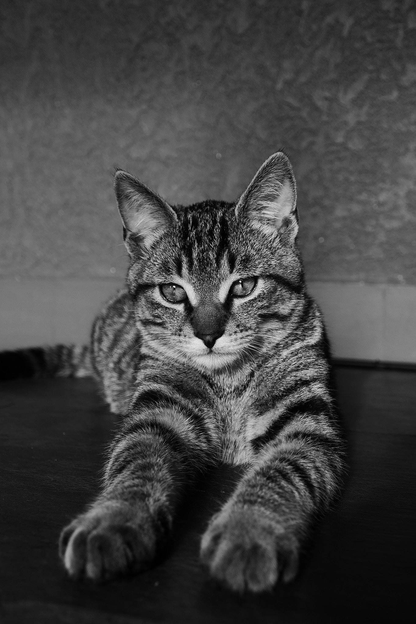 Koda participe au concours pour gagner de l'argent avec cette photo : asian, black, black_and_white, california_spangled, carnivore, cat, domestic_short_haired_cat, dragon_li, european_shorthair, eye, felidae, mammal, monochrome, ocicat, paw, small_to_medium_sized_cats, snout, tabby_cat, whiskers, white
