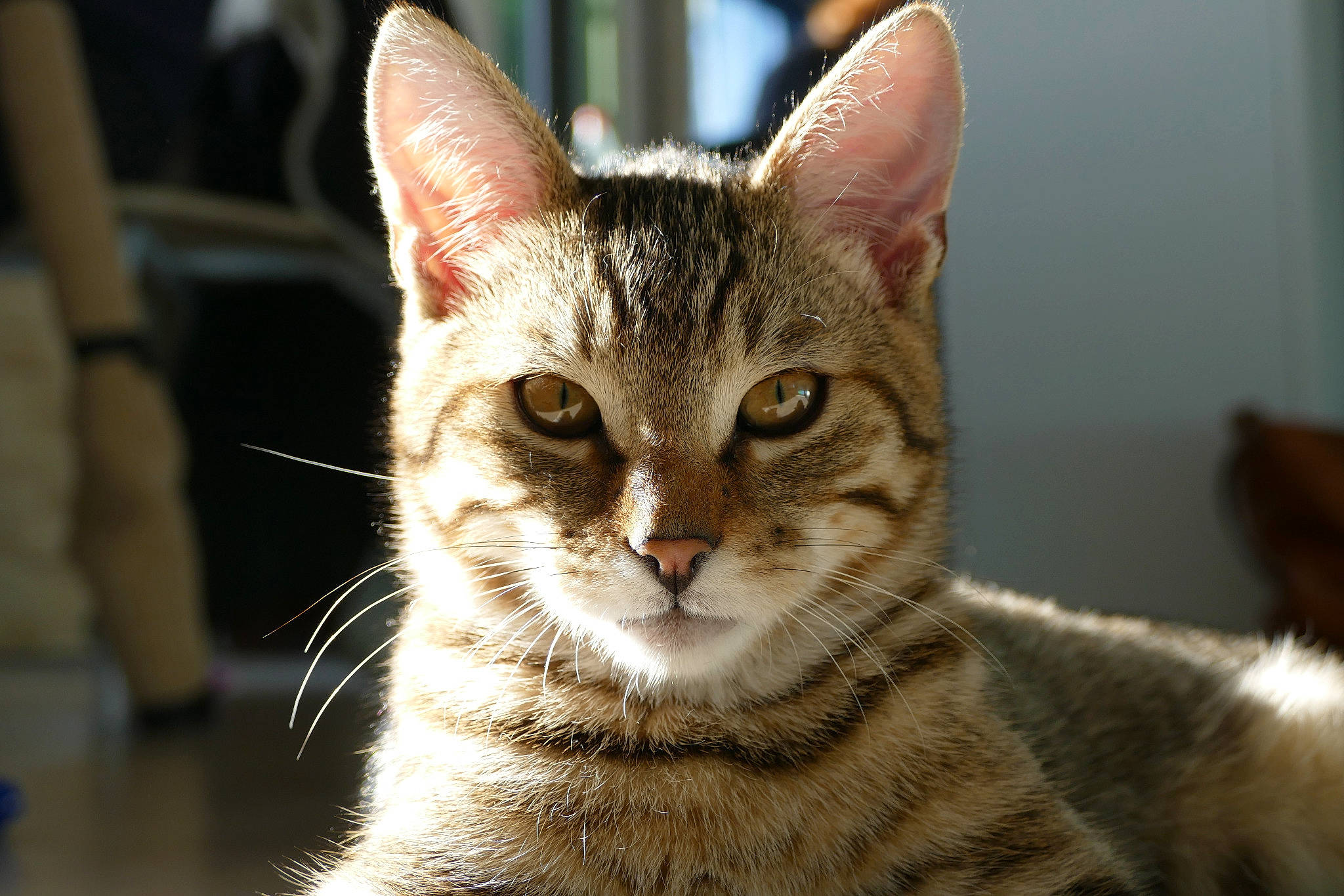 Rajah a rejoint le concours — aidez-le/la à gagner de superbes lots ! aegean_cat, american_wirehair, asian, bengal, carnivore, cat, chausie, close_up, domestic_short_haired_cat, dragon_li, european_shorthair, eye, felidae, kitten, mammal, small_to_medium_sized_cats, snout, tabby_cat, vertebrate, whiskers