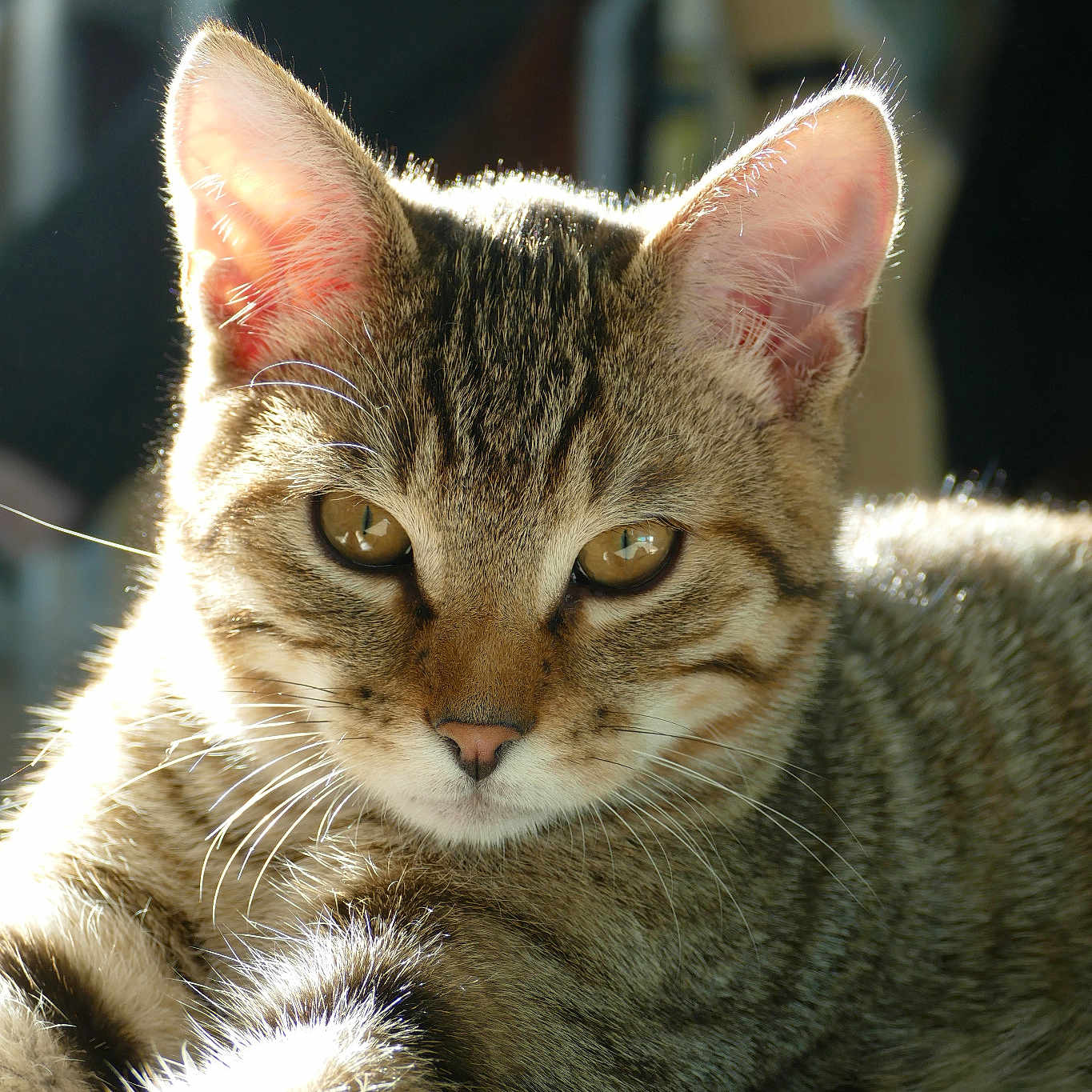 Rajah