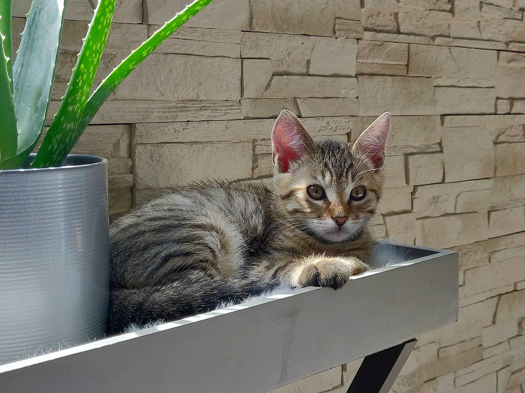 Rajah a rejoint le concours — aidez-le/la à gagner de superbes lots ! aegean_cat, american_shorthair, asian, bengal, california_spangled, carnivore, cat, domestic_short_haired_cat, dragon_li, european_shorthair, felidae, kitten, mammal, ocicat, small_to_medium_sized_cats, tabby_cat, toyger, tree, whiskers, wild_cat