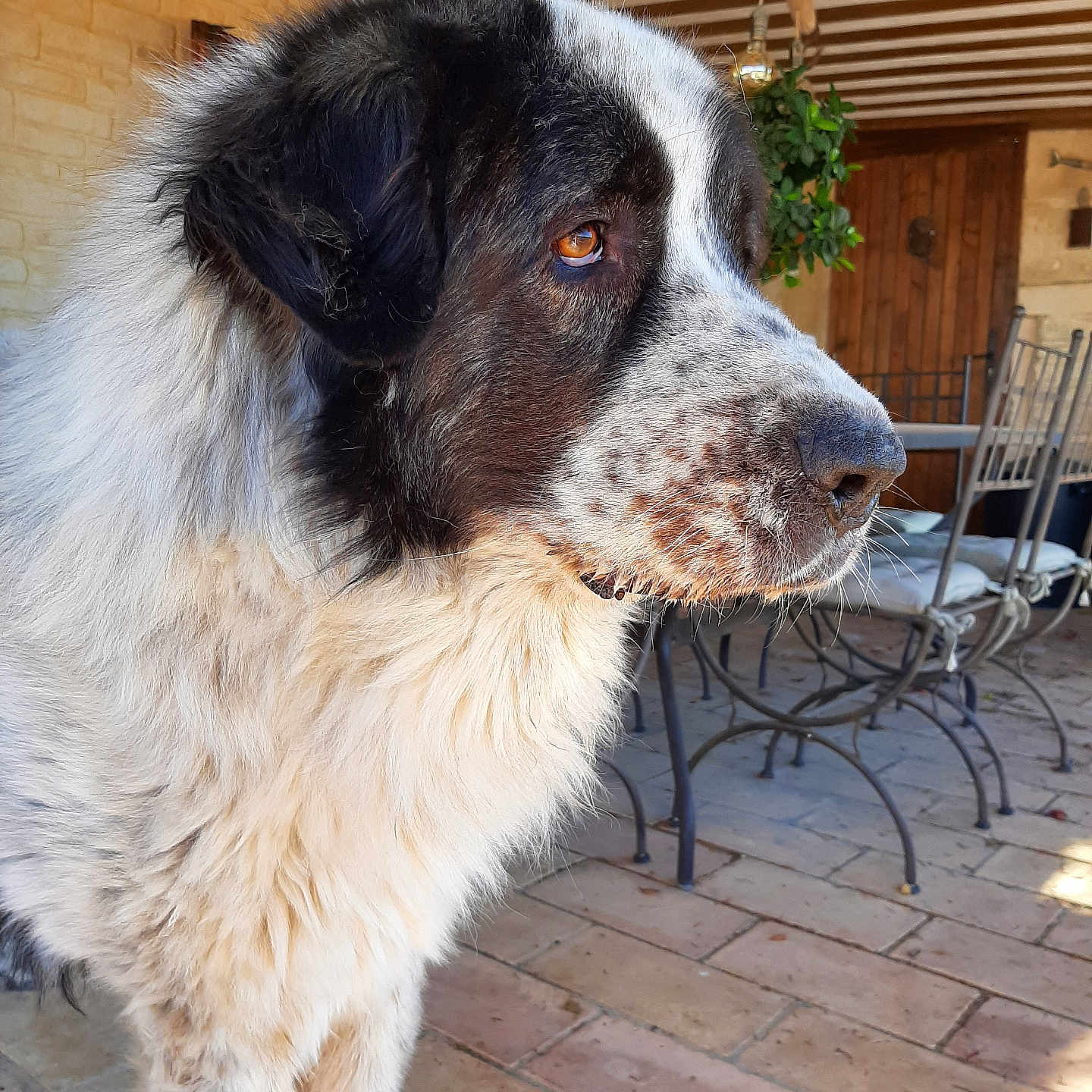 Doggo participe au concours pour gagner de l'argent avec cette photo : animal, architecture, brick, building, canine, chair, collie, dog, flagstone, furniture, house, housing, path, patio, pet, porch, saintbernard, slate, walkway, wood