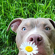 Biggie is registered to the contest to win money with this photo: animal, blue_eyes, close_up, collar, curious, cute, daisy, daylight, dog, flower, grass, greenery, hand, nature, nose, outdoor, pet, portrait, sniffing, summer