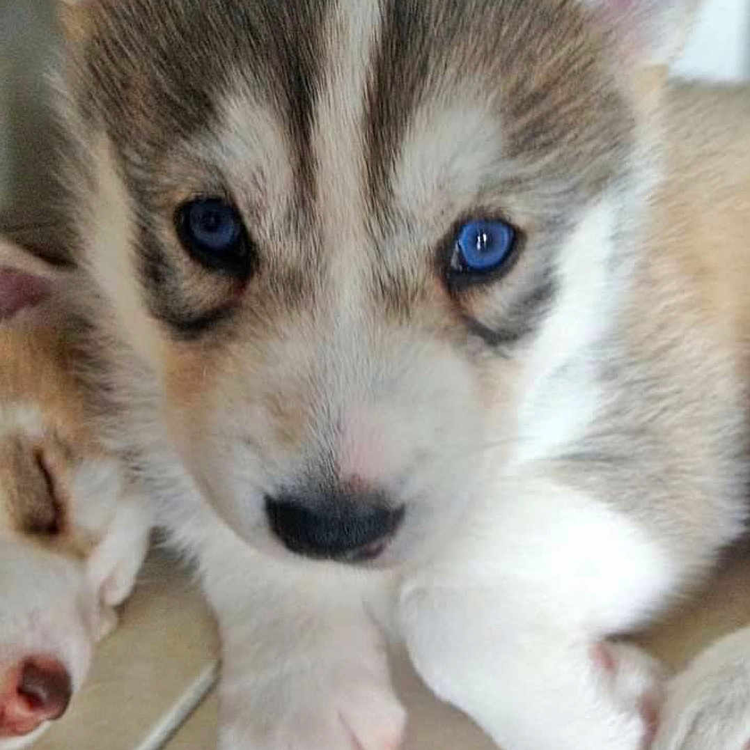 Maïko a rejoint le concours — aidez-le/la à gagner de superbes lots ! puppy, dog, close_up, blue_eyes, cute, sleeping, tile_floor, fur, pet, animal, young, domestic_animal, snout, paw, face, lying_down, companion, resting, indoor, adorable