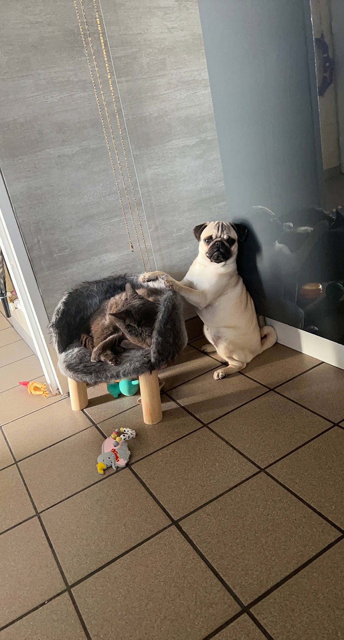 Shira a rejoint le concours — aidez-le/la à gagner de superbes lots ! carnivore, comfort, companion_dog, dog, dog_breed, fawn, felidae, floor, flooring, hardwood, pug, road_surface, room, sidewalk, snout, sporting_group, tail, toy_dog, wood, working_animal