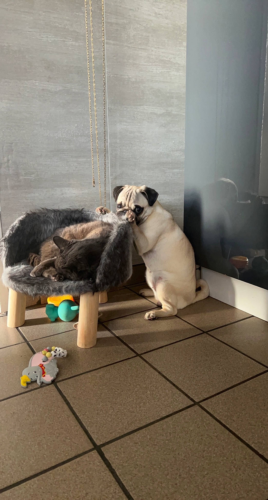 Shira a rejoint le concours — aidez-le/la à gagner de superbes lots ! carnivore, collar, companion_dog, dog, dog_breed, dog_supply, fawn, felidae, floor, flooring, fur, hardwood, pug, room, small_to_medium_sized_cats, tail, tile, toy_dog, wood, working_animal