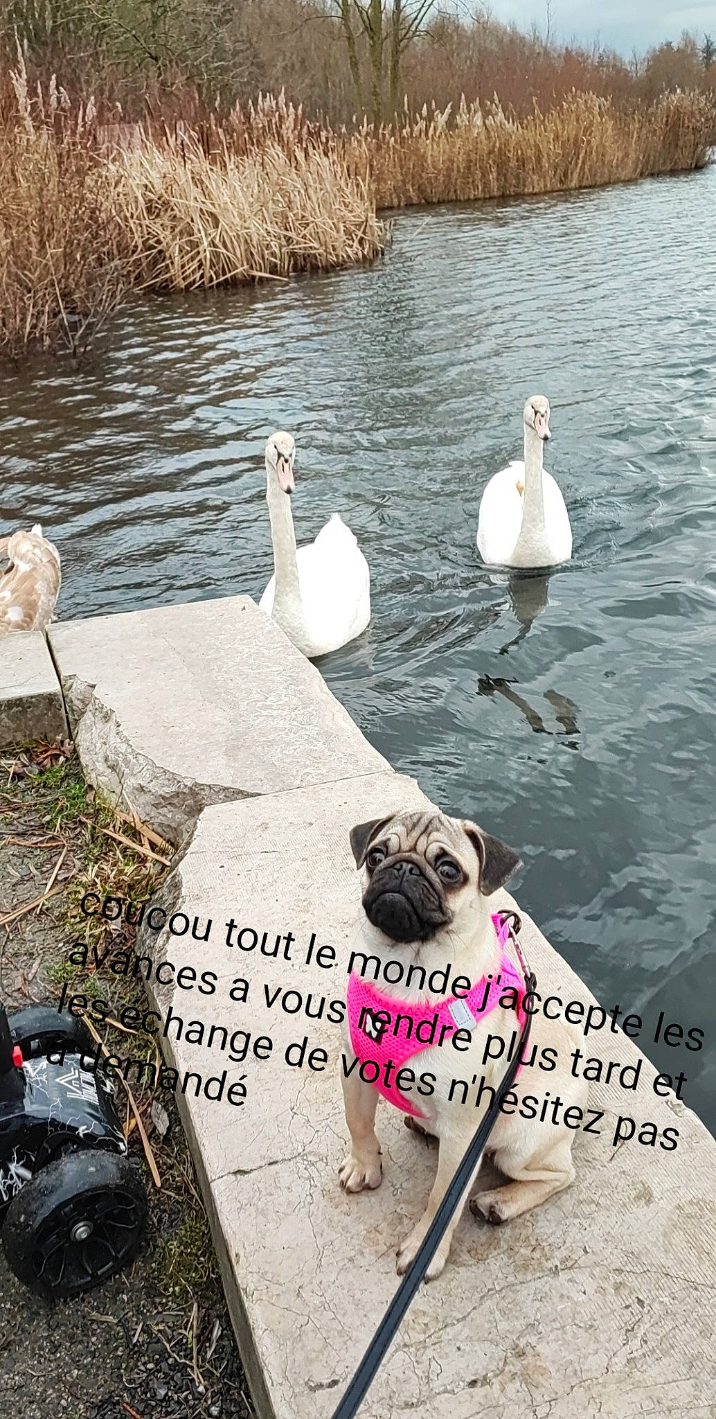 Shira a rejoint le concours — aidez-le/la à gagner de superbes lots ! _geese_and_swans, beak, bird, body_of_water, companion_dog, dog, dog_breed, ducks, fawn, lake, morning, pet_supply, pug, seabird, snapshot, summer, swan, vertebrate, water, water_bird