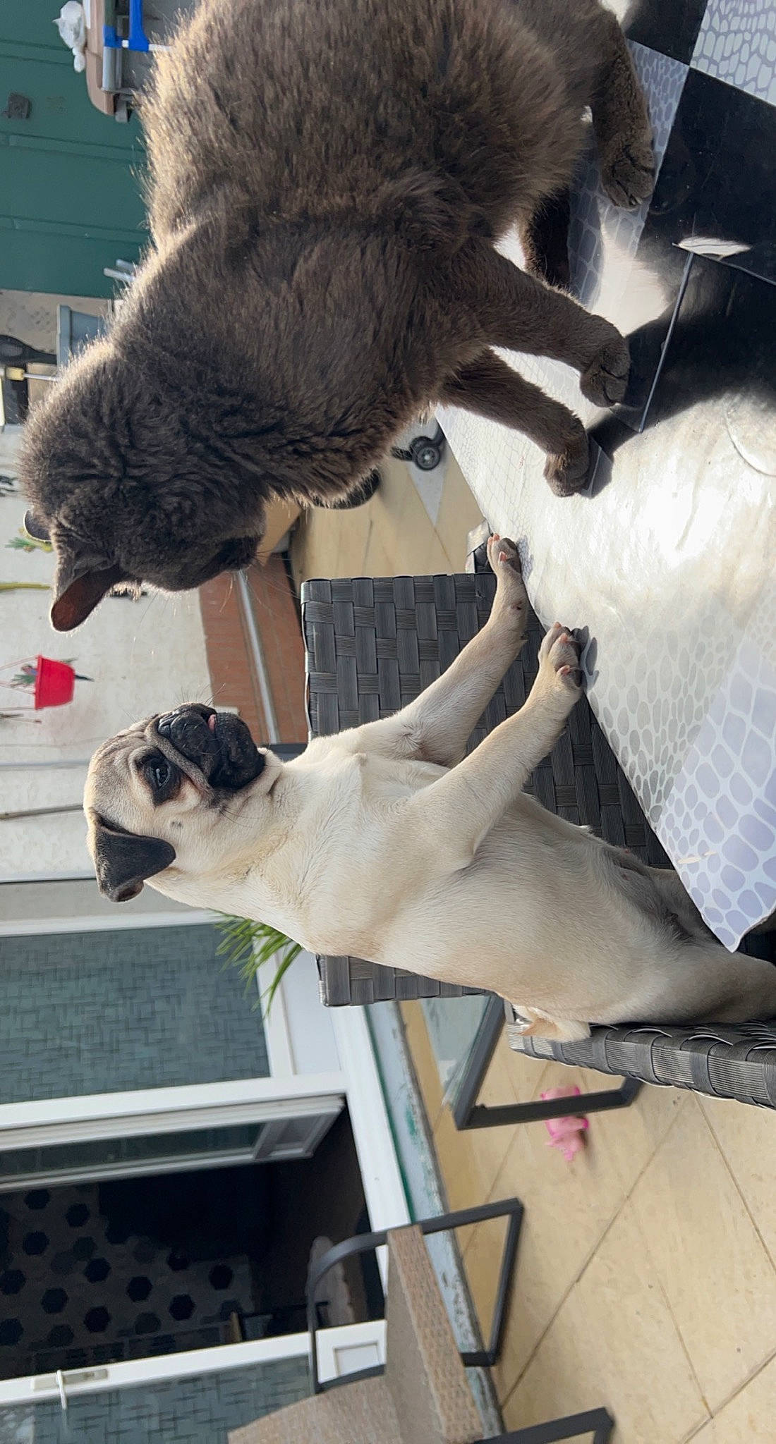 Shira a rejoint le concours — aidez-le/la à gagner de superbes lots ! art, claw, companion_dog, door, fawn, felidae, fur, gesture, human_leg, plant, sculpture, small_to_medium_sized_cats, snout, tail, terrestrial_animal, tree, window