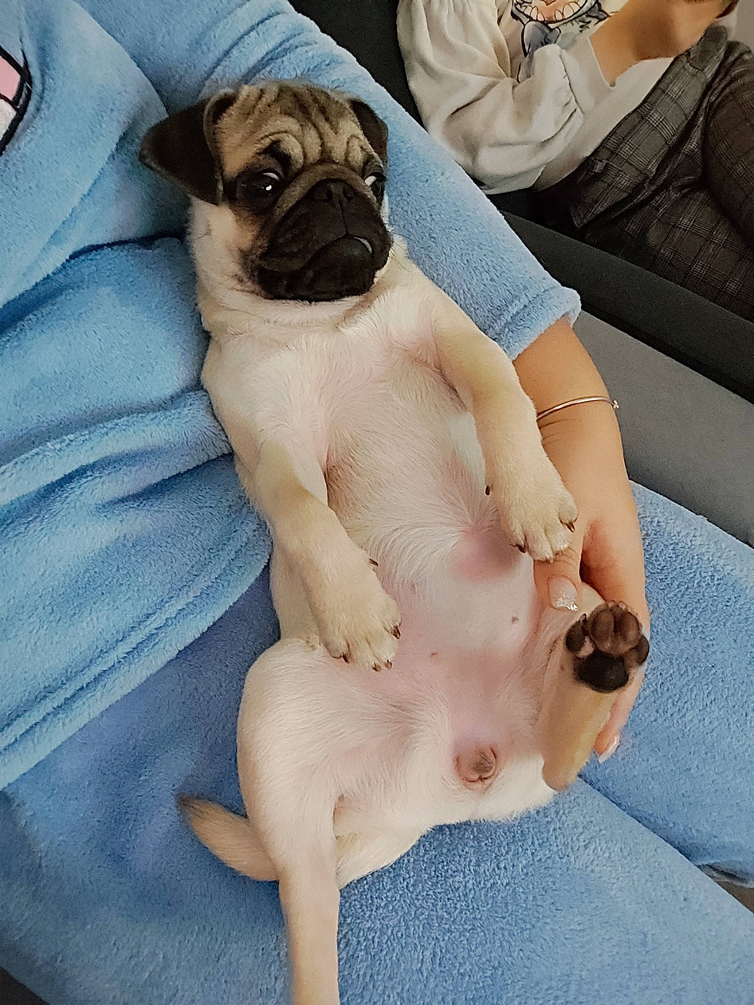 Shira participe au concours pour gagner de l'argent avec cette photo : abdomen, barechested, carnivore, chest, comfort, companion_dog, dog, dog_breed, dog_supply, fawn, human_leg, knee, linens, pug, snout, thigh, toy_dog, trunk, working_animal, wrinkle