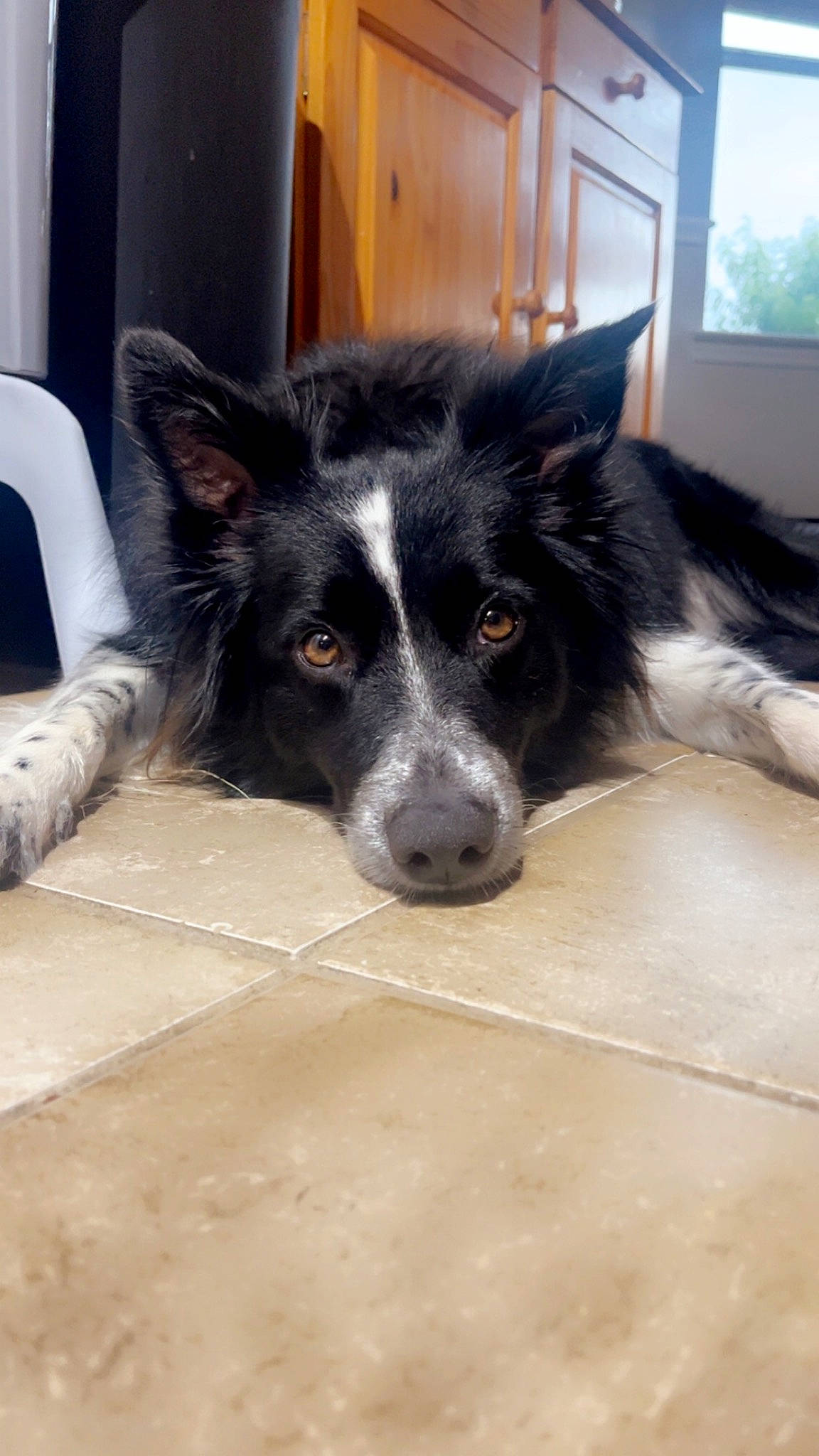 Oreo is registered to the contest to win money with this photo: australian_collie, border_collie, canidae, carnivore, companion_dog, dog, dog_breed, flooring, fur, herding_dog, mcnab, sporting_group, terrestrial_animal, texas_heeler, whiskers, window, working_animal, working_dog