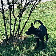 Nova Jade is registered to the contest to win money with this photo: dog, puppy, black_dog, grass, outdoor, nature, leafy_bush, sunlight, animal, pet, young_dog, alert, green_grass, collar, small_bush, daytime, canine, standing, curious, park