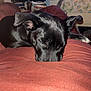 Nova Jade is registered to the contest to win money with this photo: dog, black_dog, sleeping, resting, blanket, indoor, cozy, fur, pet, home, television, books, furniture, chair, relaxing, comfort, animal, paw, quiet, domestic