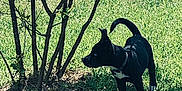 Nova Jade is registered to the contest to win money with this photo: dog, black_dog, grass, shrub, outdoor, pet, animal, sunlight, nature, greenery, collar, canine, side_view, alert, young_dog, daylight, small_bush, shadow, curious, standing