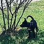 dog, black_dog, grass, shrub, outdoor, pet, animal, sunlight, nature, greenery, collar, canine, side_view, alert, young_dog, daylight, small_bush, shadow, curious, standing