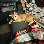 Oreo joined the competition — help win amazing prizes! cat, ginger_cat, indoor, blanket, quilt, furniture, tile_floor, drawer, fabric, plaid_pattern, relaxed, pet, resting, cozy, home, domestic, soft_lighting, orange_fur, tabby, quiet