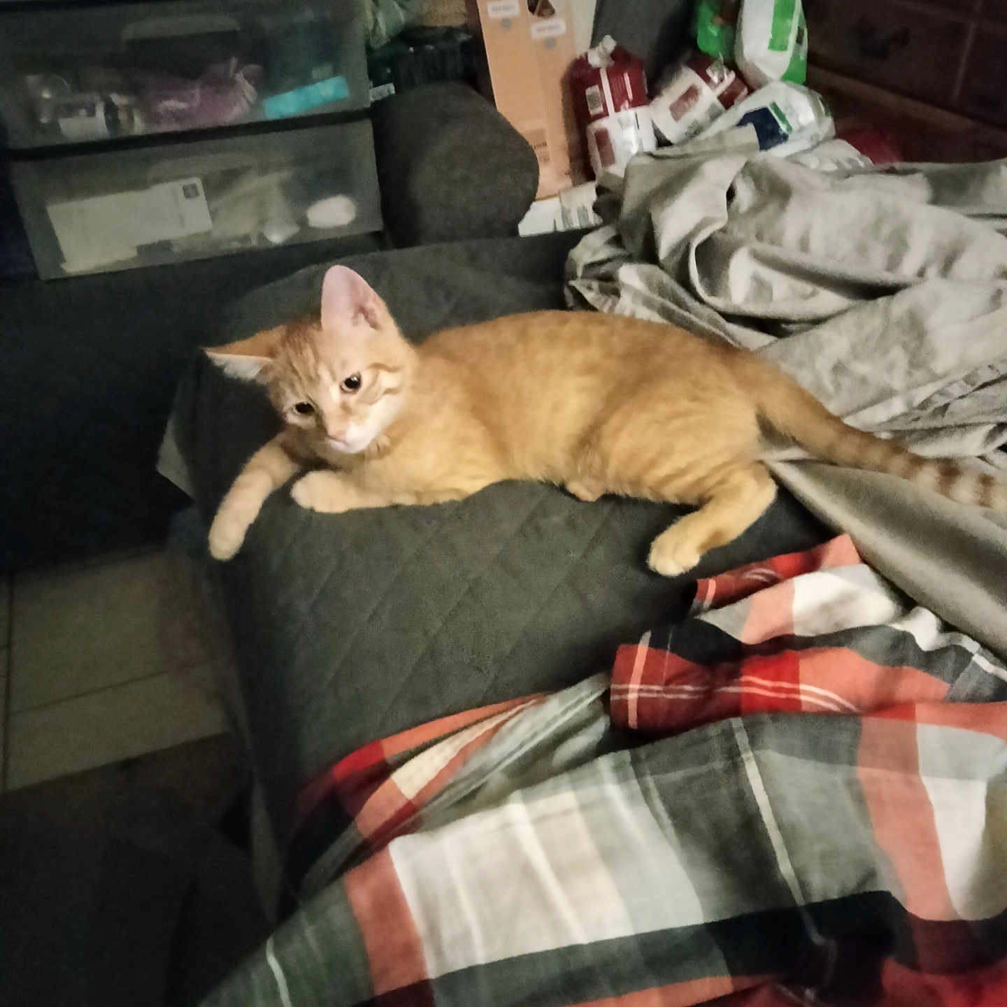 Oreo joined the competition — help win amazing prizes! blanket, cat, cozy, domestic, drawer, fabric, furniture, ginger_cat, home, indoor, orange_fur, pet, plaid_pattern, quiet, quilt, relaxed, resting, soft_lighting, tabby, tile_floor