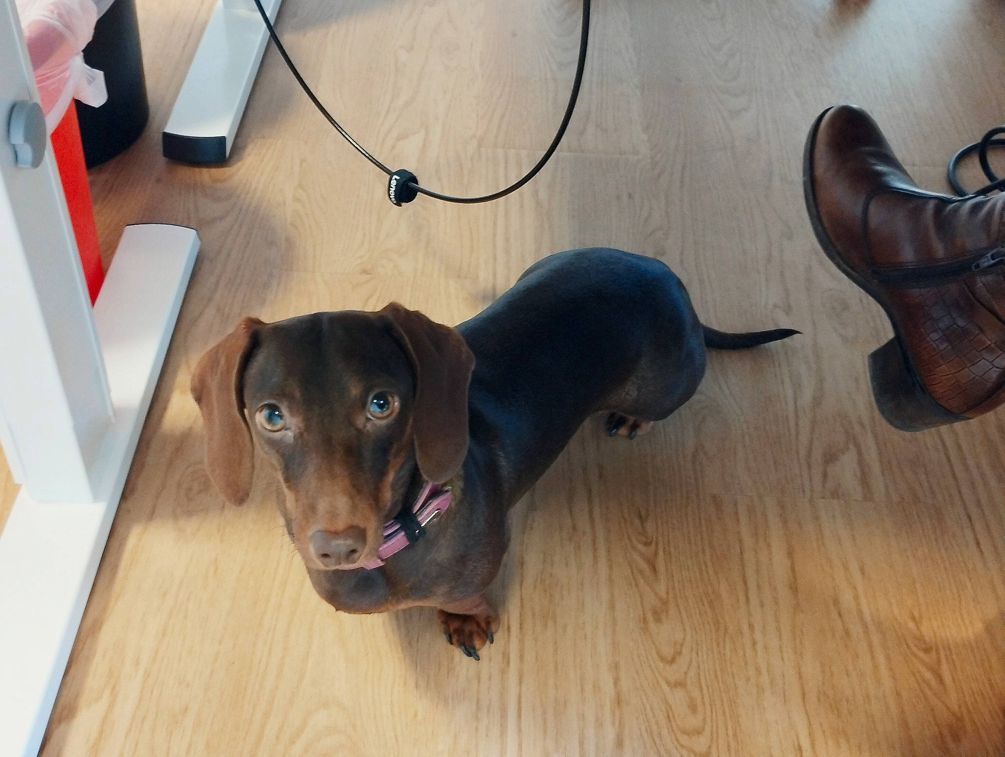 Mia participe au concours pour gagner de l'argent avec cette photo : canidae, carnivore, companion_dog, dog, dog_breed, door_mat, fawn, floor, flooring, hardwood, laminate_flooring, liver, pet_supply, snout, sporting_group, whiskers, wood, wood_flooring, wood_stain, working_animal