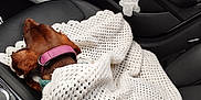 Mia a rejoint le concours — aidez-le/la à gagner de superbes lots ! auto_part, automotive_design, automotive_exterior, bag, car, car_seat, car_seat_cover, carmine, comfort, family_car, fashion_accessory, human_leg, luxury_vehicle, motor_vehicle, personal_luxury_car, steering_part, steering_wheel, tints_and_shades, vehicle, vehicle_door