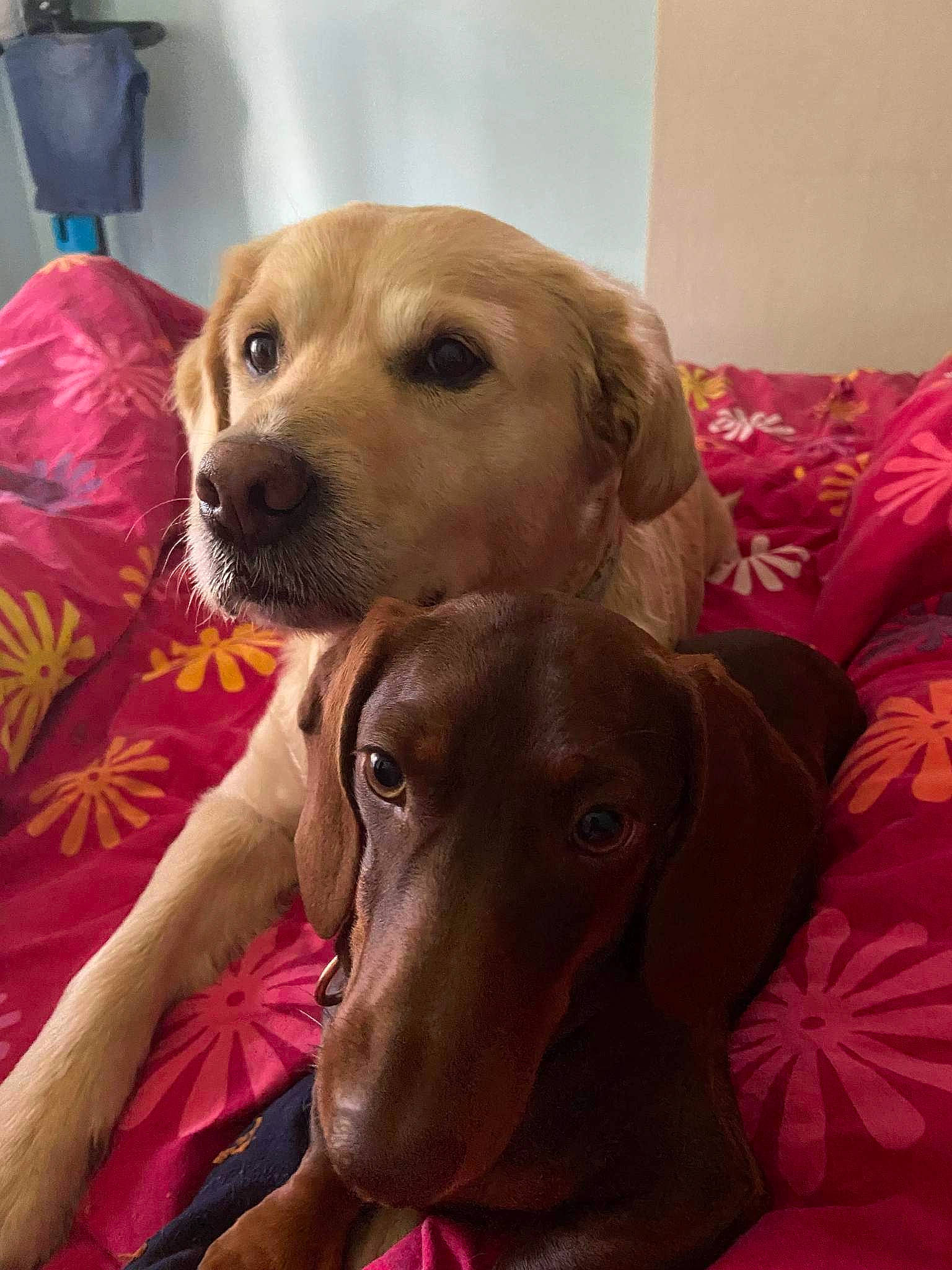 Mia participe au concours pour gagner de l'argent avec cette photo : canidae, carnivore, collar, comfort, companion_dog, couch, dog, dog_breed, dog_supply, ear, fawn, fur, happy, liver, pet_supply, selfie, snout, sporting_group, whiskers, working_animal