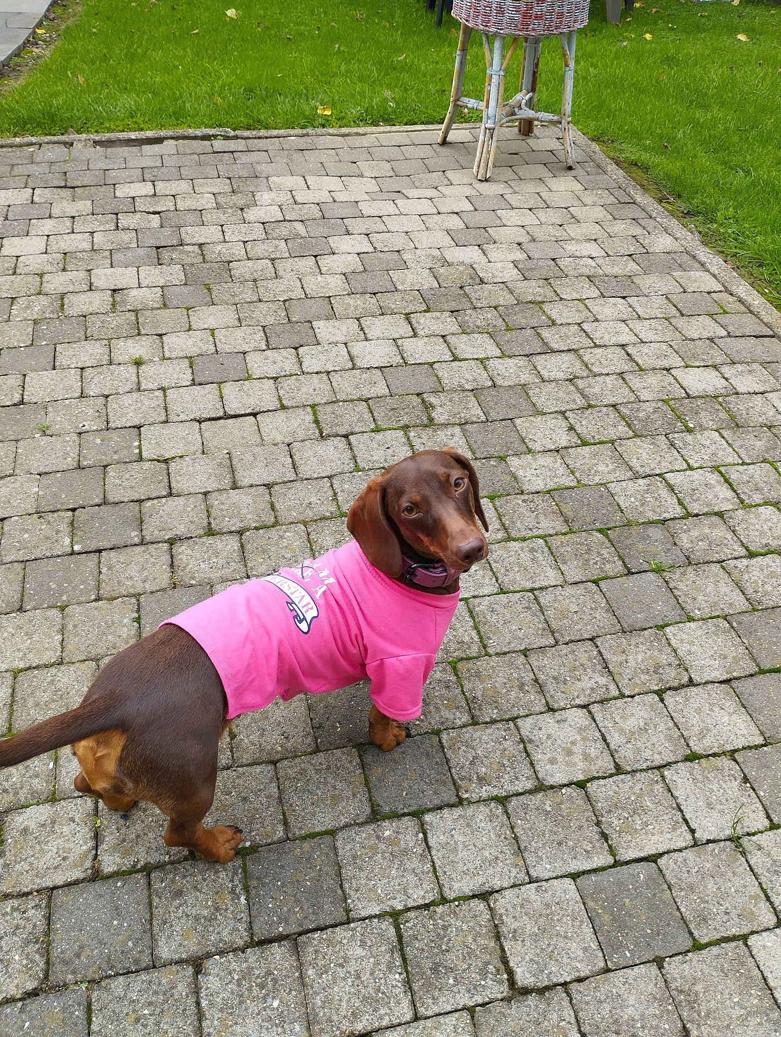 Mia participe au concours pour gagner de l'argent avec cette photo : bench, carnivore, chair, collar, companion_dog, dog, dog_breed, dog_clothes, dog_collar, dog_supply, fawn, flooring, leash, liver, mammal, outdoor_furniture, pet_supply, road_surface, snout, working_animal