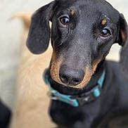 Gaspard a rejoint le concours — aidez-le/la à gagner de superbes lots ! animal, black_and_tan, blurry_background, brown_eyes, canine, close_up, collar, companion, cute, dachshund, dog, ears, fur, indoors, looking_at_camera, pet, portrait, puppy, snout, young_dog