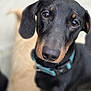 animal, black_and_tan, blurry_background, brown_eyes, canine, close_up, collar, companion, cute, dachshund, dog, ears, fur, indoors, looking_at_camera, pet, portrait, puppy, snout, young_dog
