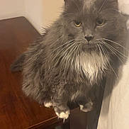 Smokey joined the competition — help win amazing prizes! cat, gray_cat, fluffy, white_paws, white_chest, table, wooden_table, curtain, indoor, pet, feline, animal, sitting, looking, fur, whiskers, ears, face, domestic_cat, furniture