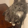 cat, gray_cat, fluffy, white_paws, white_chest, table, wooden_table, curtain, indoor, pet, feline, animal, sitting, looking, fur, whiskers, ears, face, domestic_cat, furniture