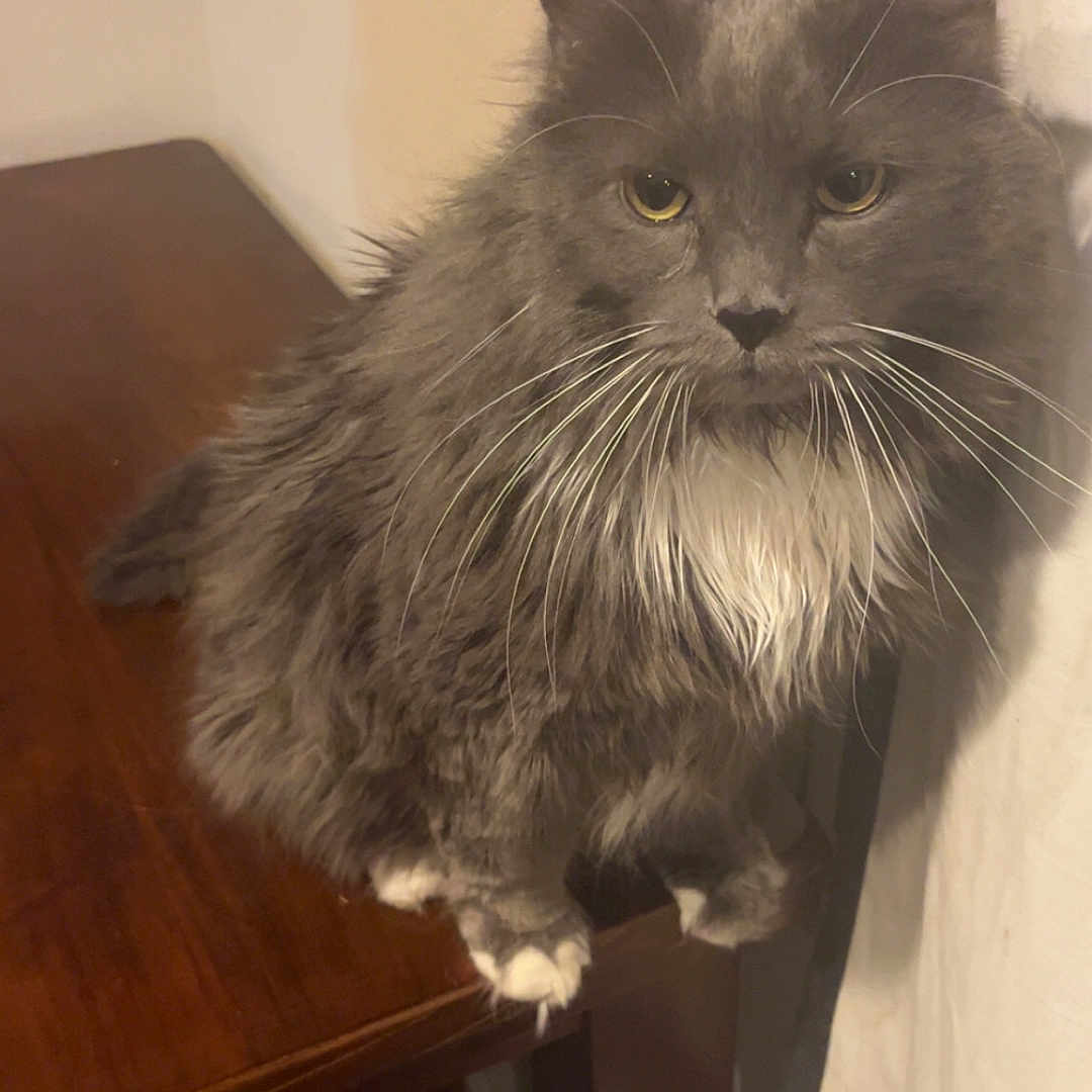 Smokey