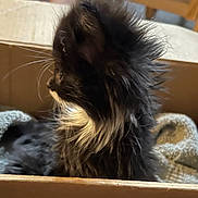 Maisie is registered to the contest to win money with this photo: kitten, cat, feline, fluffy, black_and_white, cardboard_box, indoor, pet, curious, whiskers, fur, young_animal, cozy, blanket, side_view, animal, cute, small, domestic_cat, resting