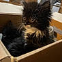 Maisie is registered to the contest to win money with this photo: kitten, cat, box, furry, black_and_white, pet, curious, indoor, closeup, whiskers, cute, young, animal, domestic, feline, soft, small, playful, resting, companion