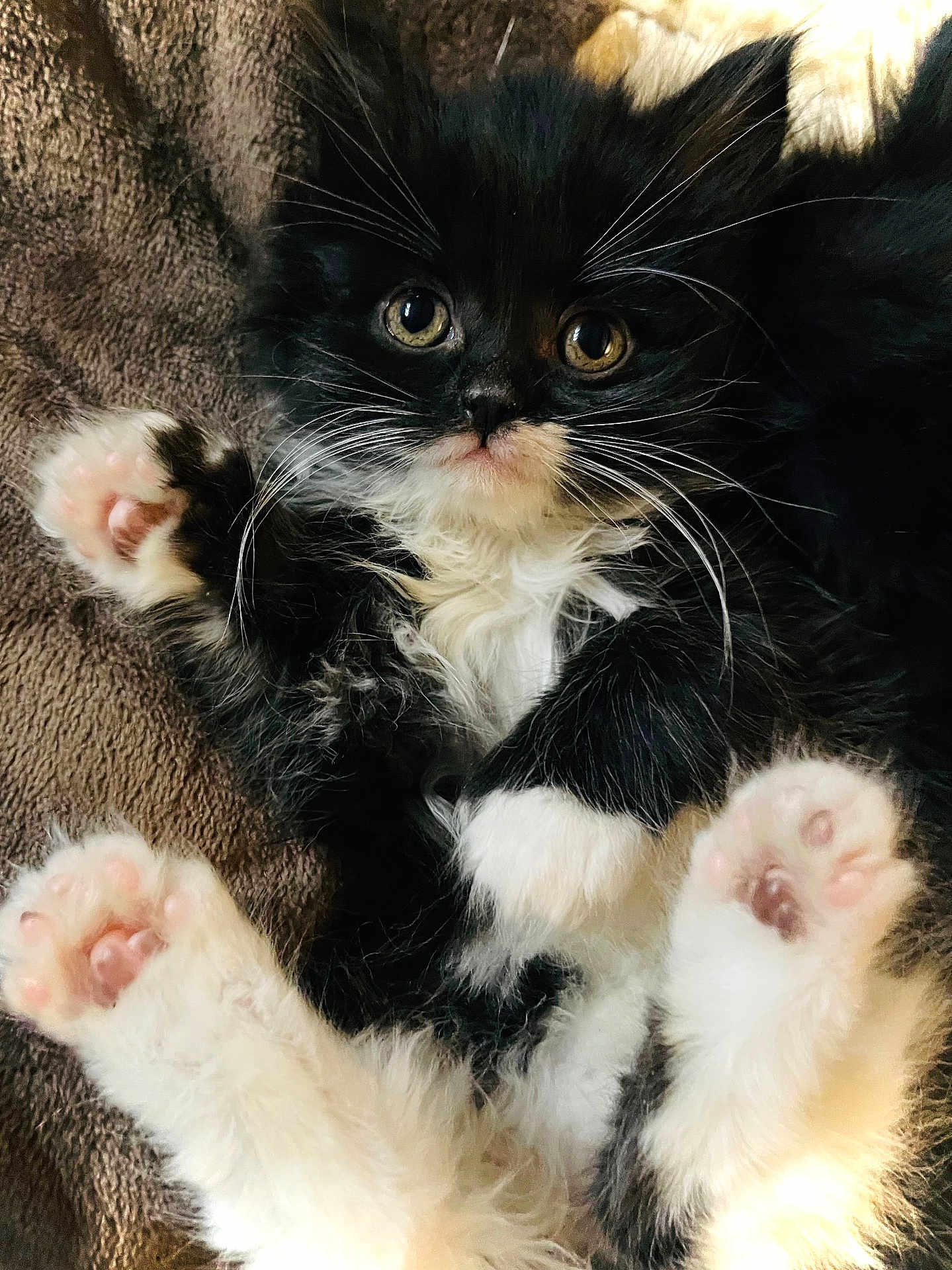 Maisie is registered to the contest to win money with this photo: kitten, black_and_white, cat, paw, fur, whiskers, cute, pet, animal, closeup, soft, young, playful, indoor, feline, resting, curious, cozy, blanket, pink_paw_pads