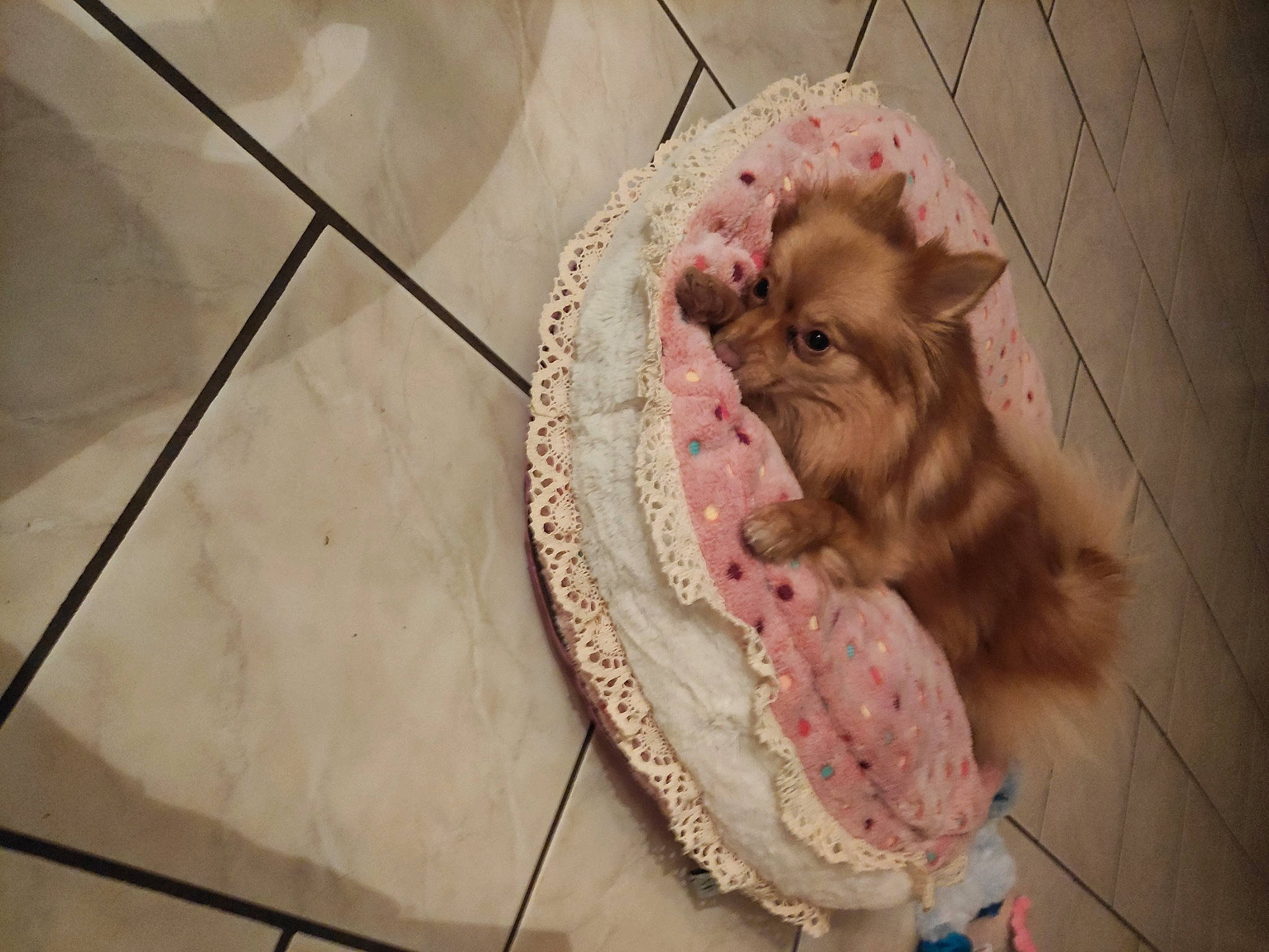 Pixi a rejoint le concours — aidez-le/la à gagner de superbes lots ! art, baby_products, carmine, dress, fashion_accessory, felidae, flooring, foot, fur, linens, pattern, paw, peach, petal, sandal, small_to_medium_sized_cats, tail, teddy_bear, whiskers, wood