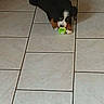 puppy, dog, toy, floor, tile, indoor, play, pet, animal, cute, small, black, brown, white, lying, chewing, playful, young, fun, domestic
