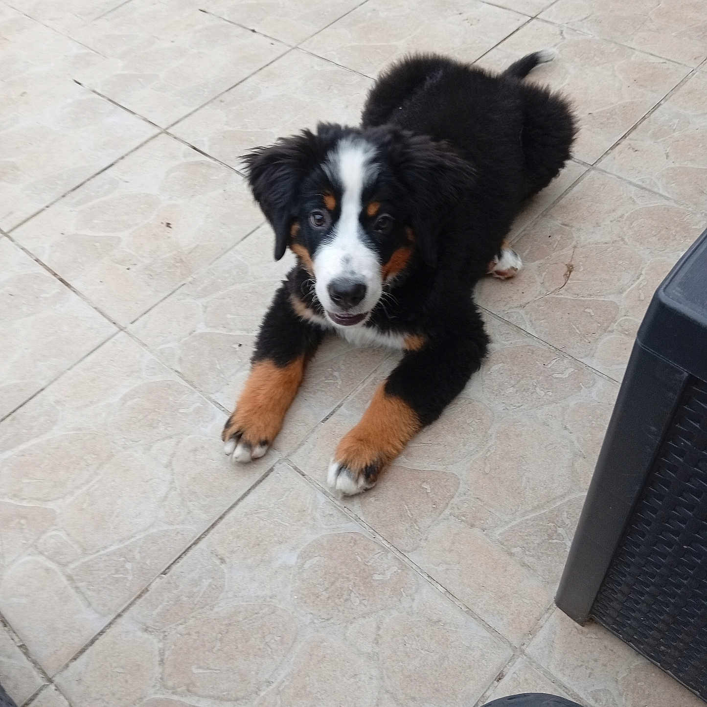 Baika a rejoint le concours — aidez-le/la à gagner de superbes lots ! dog, puppy, bernese_mountain_dog, black_fur, brown_fur, white_fur, tile_floor, outdoor, pet, animal, paw, curious, looking_up, furniture, shoe, black_shoe, relaxed, laying_down, cute, young
