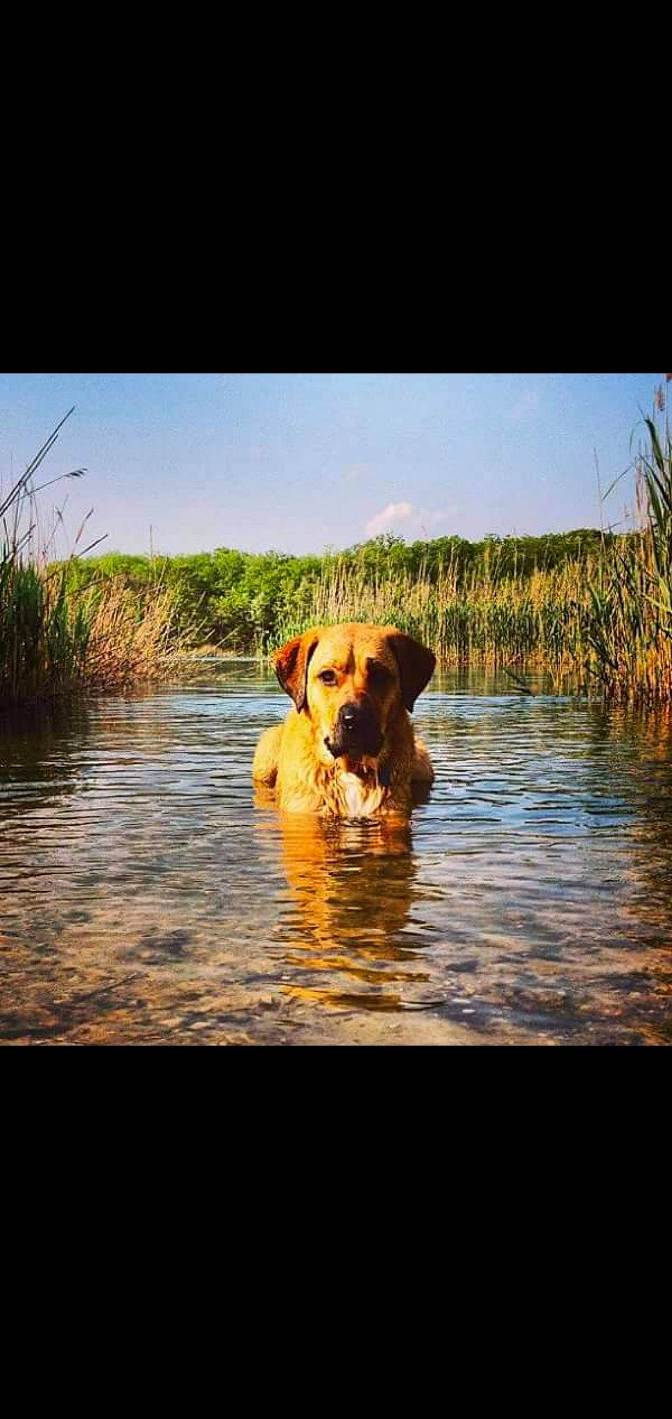 Zoey is registered to the contest to win money with this photo: body_of_water, carnivore, cloud, companion_dog, dog, dog_breed, fawn, grass, happy, horizon, lake, landscape, natural_landscape, plant, sky, snout, sporting_group, sunlight, water, working_animal