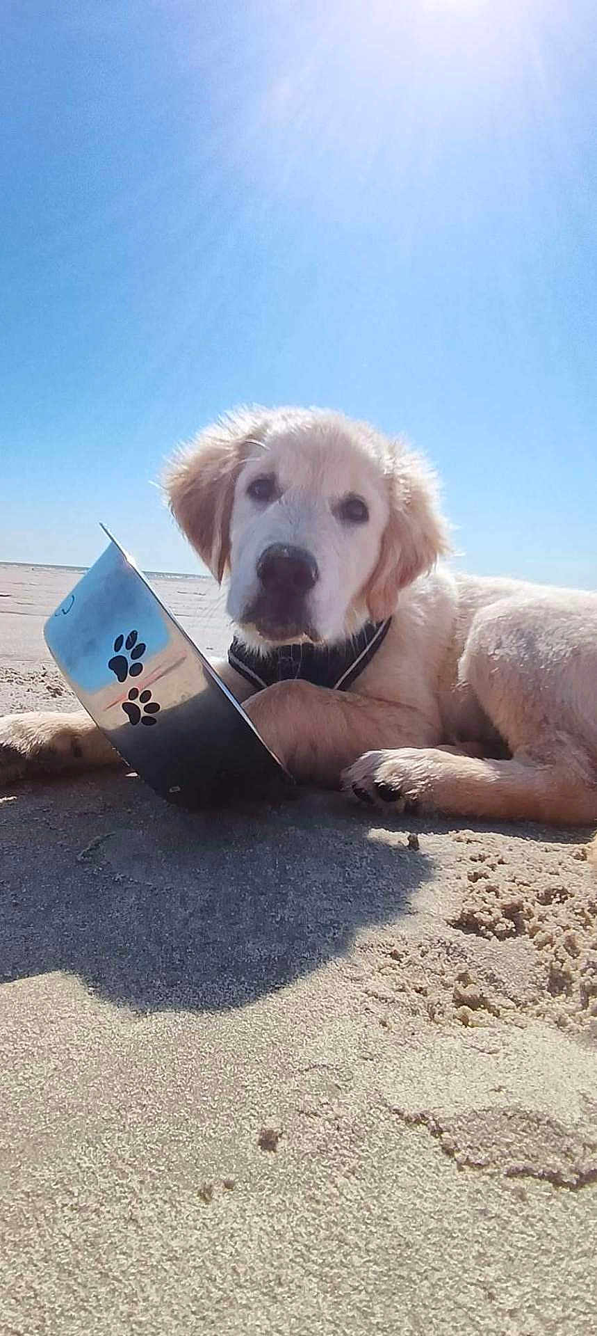 Atlas a rejoint le concours — aidez-le/la à gagner de superbes lots ! dog, puppy, golden_retriever, beach, sand, sunlight, metal_bowl, paw_prints, outdoor, pet, canine, lying_down, cute, animal, daytime, nature, collar, closeup, relaxing, summer