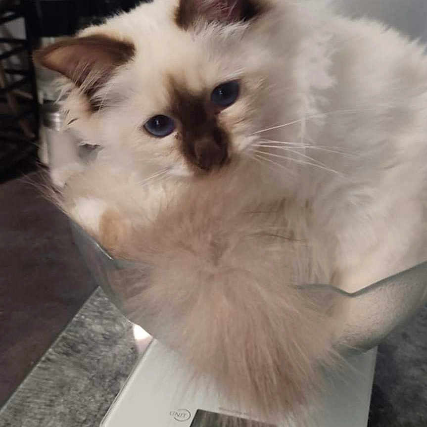 Temys a rejoint le concours — aidez-le/la à gagner de superbes lots ! angora, animal, blade, cat, computer, computerhardware, dagger, desk, electronics, furniture, hardware, kitten, knife, laptop, monitor, pc, pet, screen, table, weapon