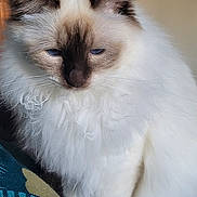 Temys a rejoint le concours — aidez-le/la à gagner de superbes lots ! animal, blue_eyes, brown, calm, cat, closeup, cute, domestic_cat, ears, face, feline, fluffy, fur, indoor, pet, portrait, relaxed, sitting, soft, white