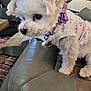 animal, bow, clothing, collar, couch, curious, cute, decor, dog, domestic_animal, fluffy, furniture, indoor, leather, living_room, pet, puppy, side_view, small_dog, white_dog