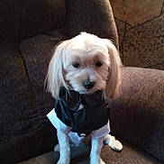 Max is registered to the contest to win money with this photo: armchair, bow_tie, companion, couch, cute, dog, domestic, fluffy, indoor, living_room, long_ears, looking_down, pet, portrait, sitting, small_dog, soft_lighting, tuxedo, upholstery, white_fur