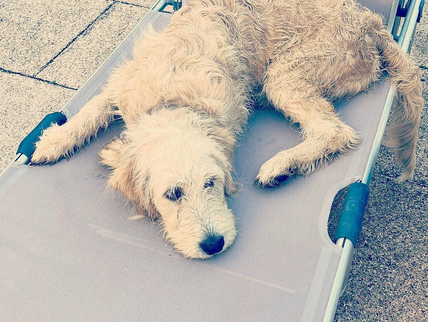 Togo participe au concours pour gagner de l'argent avec cette photo : canidae, carnivore, companion_dog, couch, dog, dog_breed, dog_supply, fur, labradoodle, nap, non_sporting_group, paw, puppy, small_terrier, snout, sporting_group, terrier, toy_dog, winter, working_animal