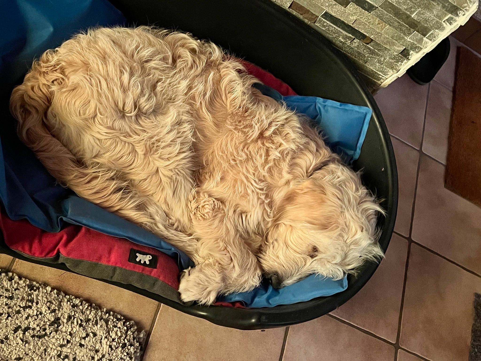 Togo participe au concours pour gagner de l'argent avec cette photo : canidae, carnivore, comfort, companion_dog, dog, dog_breed, felidae, flooring, fur, hat, liver, nap, small_to_medium_sized_cats, spaniel, sporting_group, tail, terrier, toy_dog, wood, working_animal