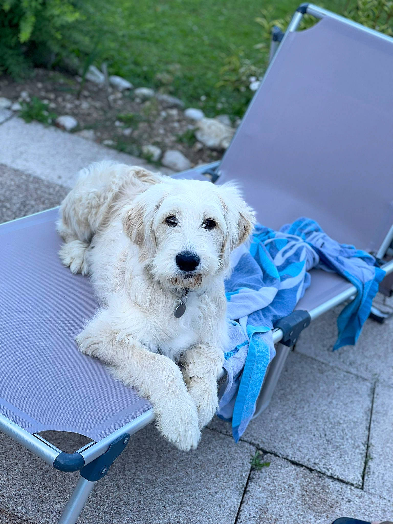 Togo participe au concours pour gagner de l'argent avec cette photo : carnivore, collar, companion_dog, dog, dog_breed, dog_collar, dog_supply, electric_blue, non_sporting_group, outdoor_furniture, plant, puppy, sporting_group, table, working_animal