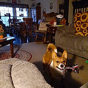 Tacobelle joined the competition — help win amazing prizes! autumn_decor, carpet, chair, corgi, couch, cozy, dog, home_interior, indoor, lamp, living_room, pet, pillow, playful, rope_toy, rug, table, toy, window, wooden_furniture