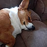 Tacobelle joined the competition — help win amazing prizes! animal, brown, closeup, companion, corgi, couch, cute, dog, domestic, ears, fur, furniture, indoor, paw, pet, relaxed, resting, sleeping, snout, white