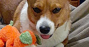 Tacobelle joined the competition — help win amazing prizes! animal, blanket, brown, corgi, cozy, cute, dog, ears, face, fur, home, indoor, pet, plush_toy, relaxed, resting, tongue, toy, white, wooden_furniture