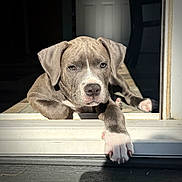 Remi is registered to the contest to win money with this photo: puppy, dog, pet, animal, gray, white, paw, doorway, sunlight, indoor, relaxed, cute, young, canine, looking, closeup, portrait, laying, home, adorable
