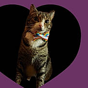 Mr. Wobbles joined the competition — help win amazing prizes! animal, black_background, bow_tie, cat, closeup, curious, cute, domestic_cat, ears, feline, heart_shape, indoor, looking, pet, portrait, purple_background, rainbow, sitting, tabby, whiskers